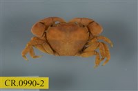 藏品(平背蜞)的圖片